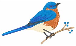 oiseaux, Conceptions